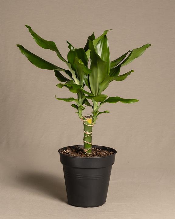 Image du produit feey Dragonnier (55 cm, Fraîchement rempotés)