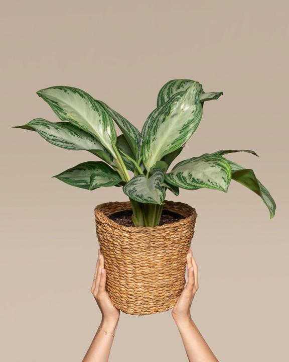 Actual product image feey Aglaonema Silver Bay (55 cm, Freshly repotted)