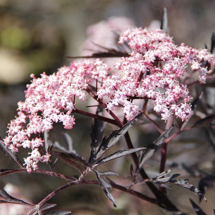 Produktbild Zulauf Schwarzer Holunder / Sambucus nig. 'Black Lace' (70 cm)