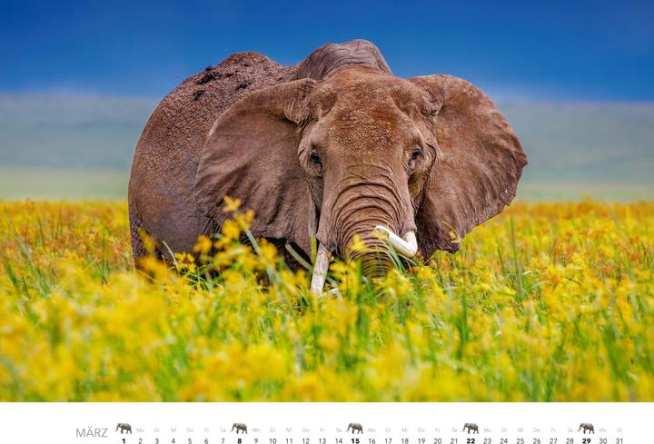Actual product image Elefanten Kalender 2026 (Hardcover, German)
