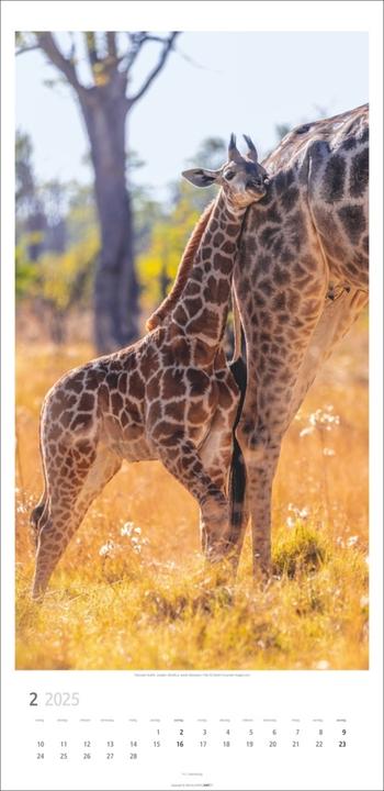Actual product image Giraffe calendar 2025 (33 x 68 cm, Hardcover, German)