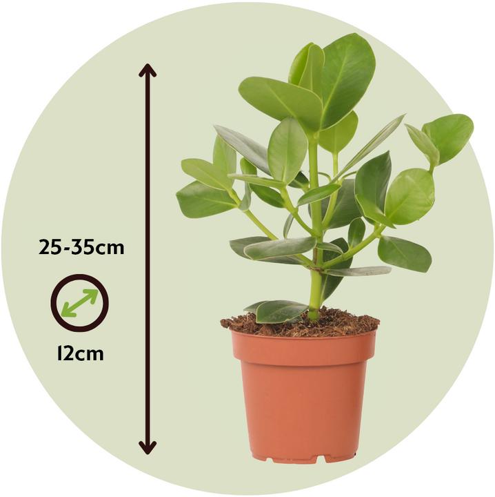 Immagine prodotto Plant in a Box Clusia rosea Princess - Set di 2 (25 cm)