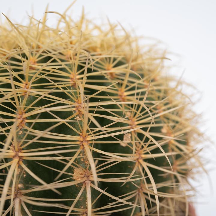 Actual product image Plant in a Box Echinocactus grusonii - Golden globe cactus (25 cm)
