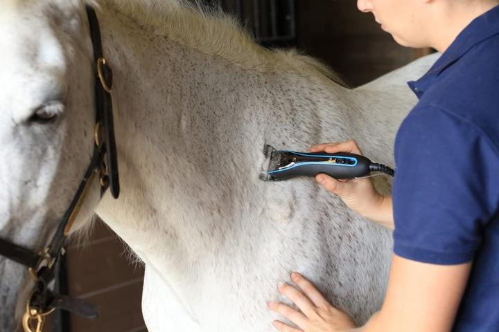 Image du produit Oster Tête de tondeuse pour chiens Machine à moteur (Chien)