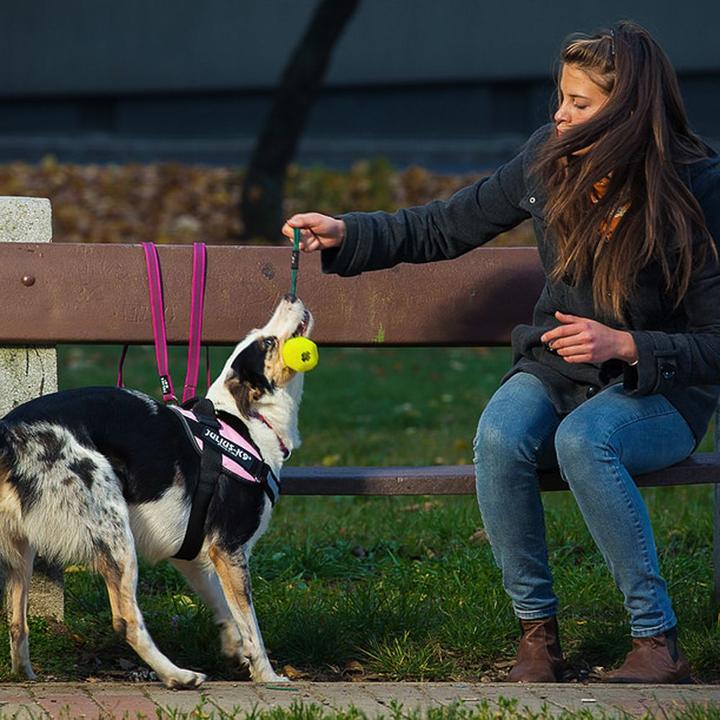 Produktbild Julius-K9 IDC®-Powergeschirr Grösse: Brustumfang (0, Hund, Hundesport)