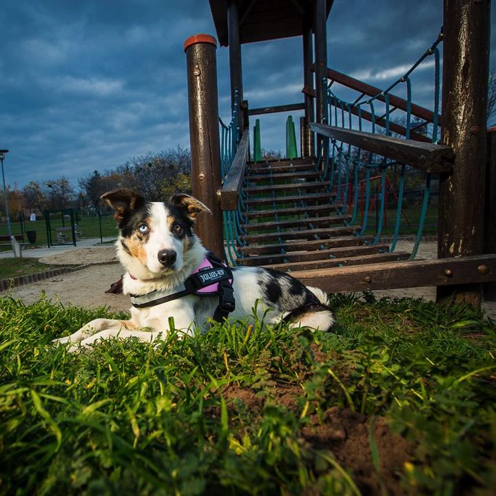 Produktbild Julius-K9 IDC®-Powergeschirr Grösse: Brustumfang (0, Hund, Hundesport)