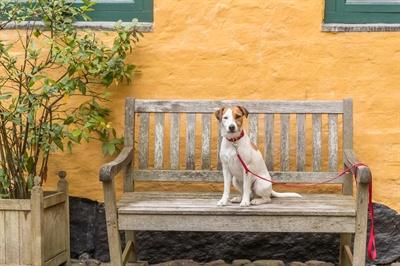 Productafbeelding Trixie Premium leiband (L, XL, Hond, Hondensport)