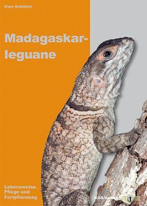 Madagascar Iguanas
