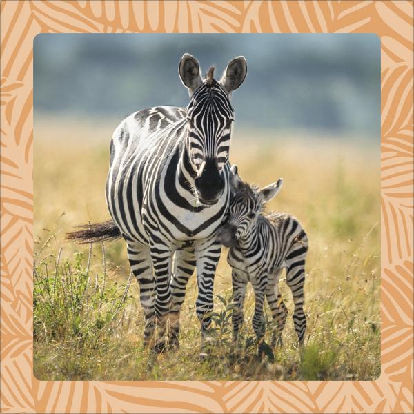 Produktbild Achtung wild - Tiere aus aller Welt 2026 (30 x 30 cm, Harter Einband, Deutsch)