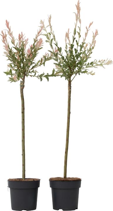 Produktbild Plant in a Box Salix integra 'Flamingo' (100 cm)