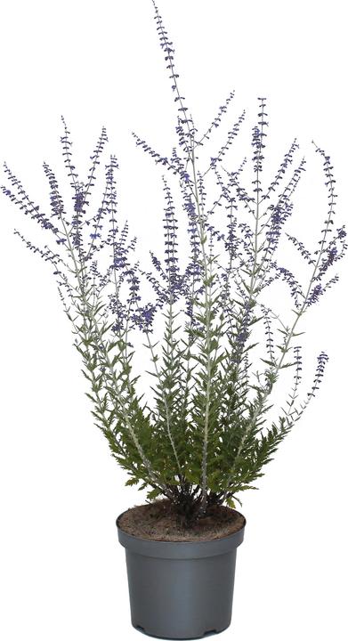Produktbild Zulauf Blauraute / Perovskia 'Blue Spire' (40 cm)