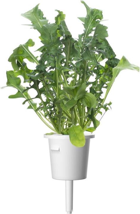 Actual product image Click and Grow Arugula (Vegetable seeds)