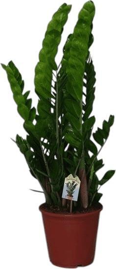 Plantlovers Zamioculcas Zamiifolia (Glücksfeder) (90 cm, Freshly repotted)