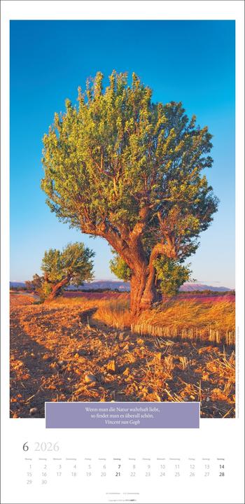Produktbild Wunderwelt der Bäume Kalender 2026 (33 x 68 cm, Deutsch)