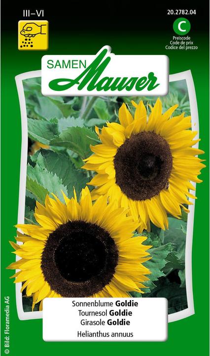 Tournesol Goldie (Graines de plantes)