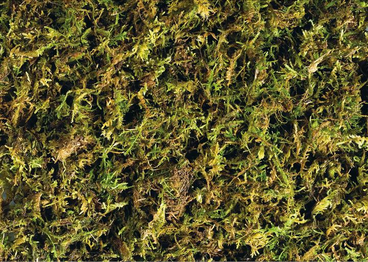 Actual product image Exo Terra Forest Moss Terrarium Substrate