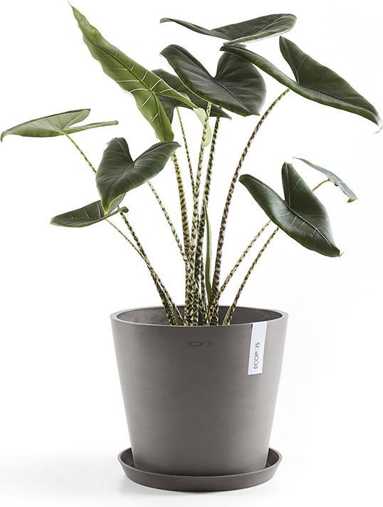 Produktbild Ecopots Saucer Round