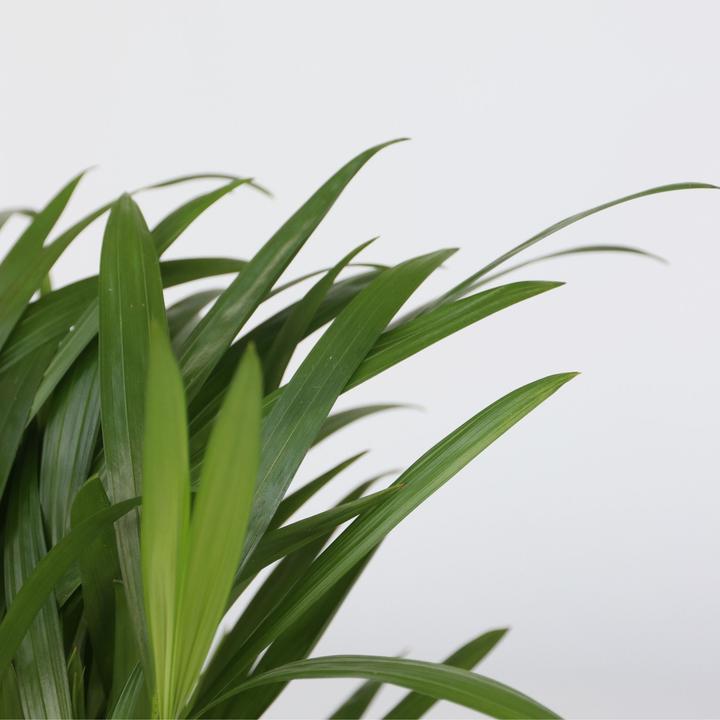 Actual product image Plant in a Box Areca, Asplenium, Clusia, Philodendron, Spathiphyllum - 5 Mix Air Purifying Plants (25 cm)