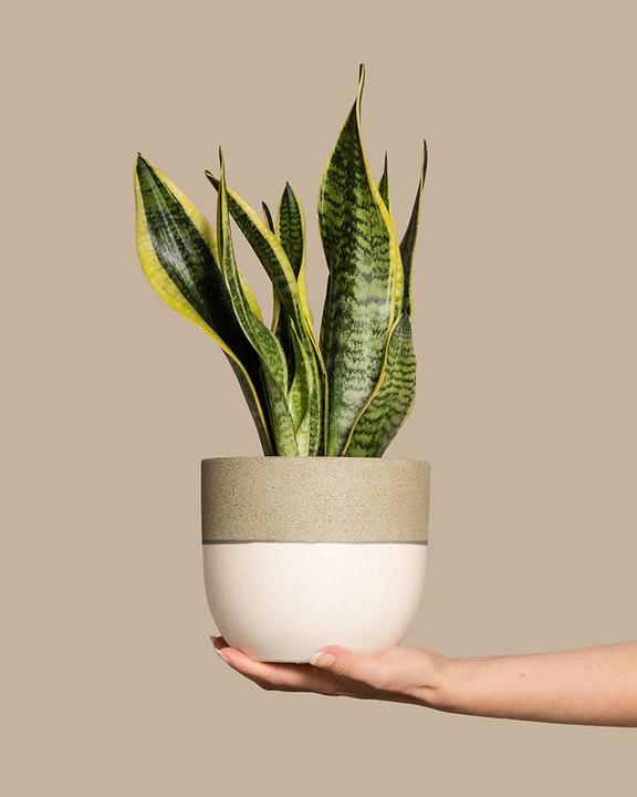 Actual product image feey Mother-in-law's tongue (35 cm, Freshly repotted)