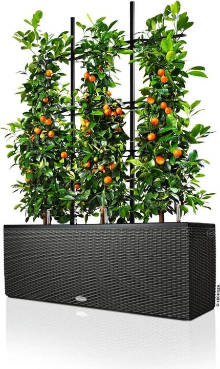 Produktbild Lechuza Trio Cottage (32 cm)