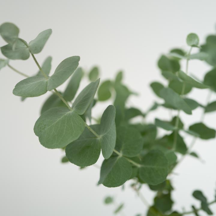 Image du produit Plant in a Box Eucalyptus Pulverulenta - Lot de 6 Eucalyptus à feuilles d'argent (25 cm)