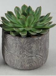 Echeveria in a planter