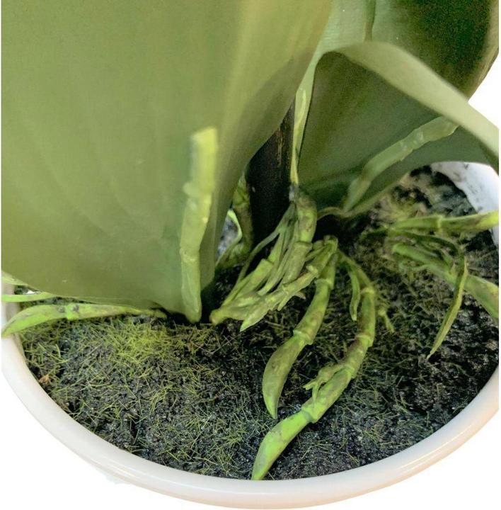 Produktbild Botanic-Haus Phalaenopsis (Orchidee) (67 cm)