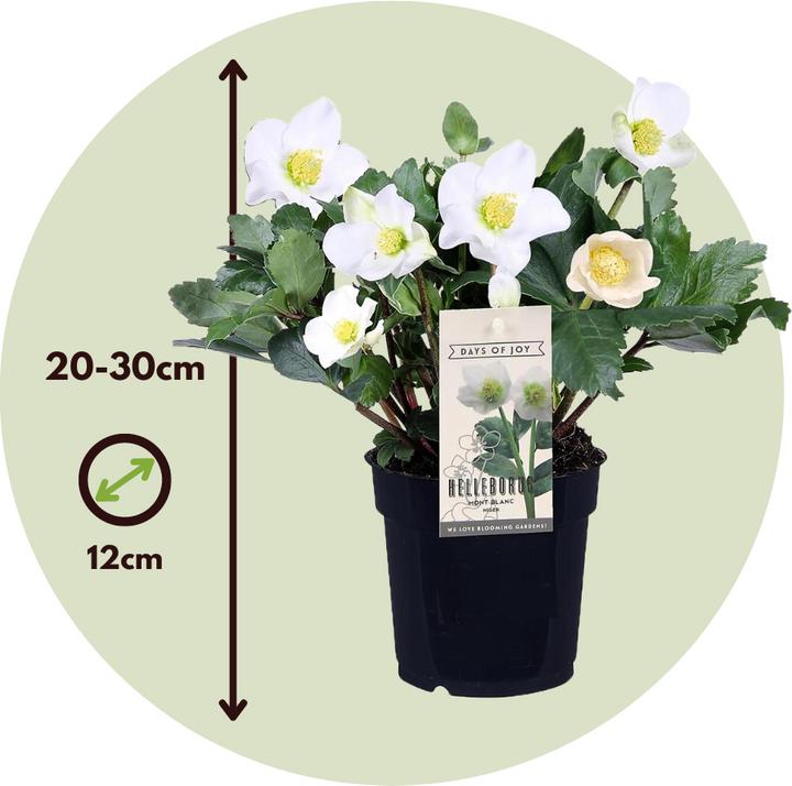 Produktbild Plant in a Box Helleborus niger Mont Blanc - 6er Set Christrosen (20 cm)