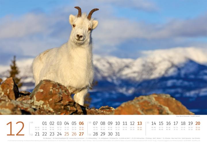 Actual product image Schafe Kalender 2026 (45 x 33 cm, Hardcover, German, French, Italian, English)
