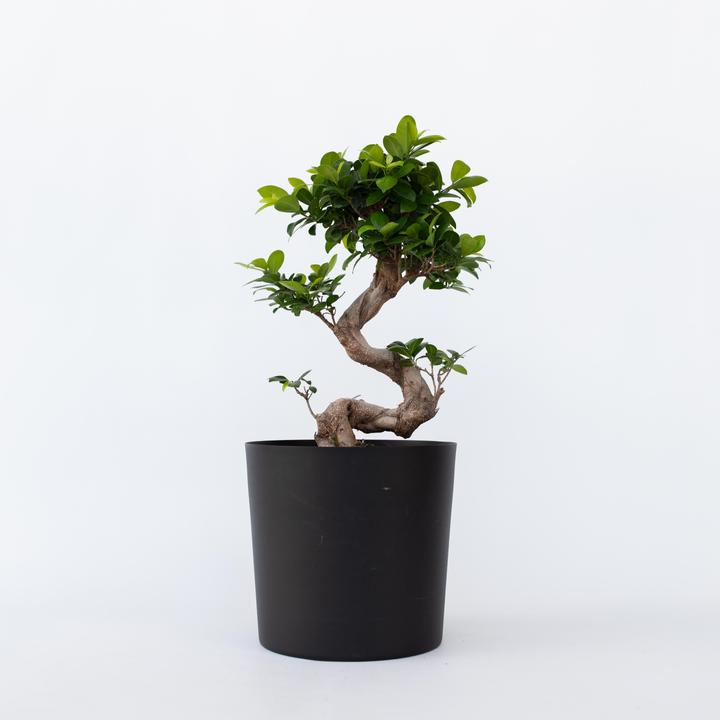 Immagine prodotto Plant in a Box Ficus microcarpa Ginseng - Bonsai a forma di S (65 cm)
