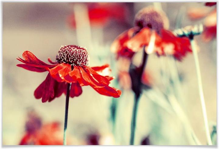 Actual product image Trenddeko Red coneflower (100 x 70 cm)