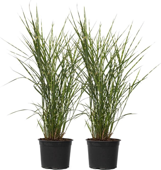 Image du produit Plant in a Box Miscanthus sinensis 'Zebrinus' - Lot de 2 graminées ornementales (20 cm)