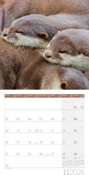 Produktbild Otter Kalender 2026 - 30x30 (30 x 30 cm, Harter Einband, Deutsch)