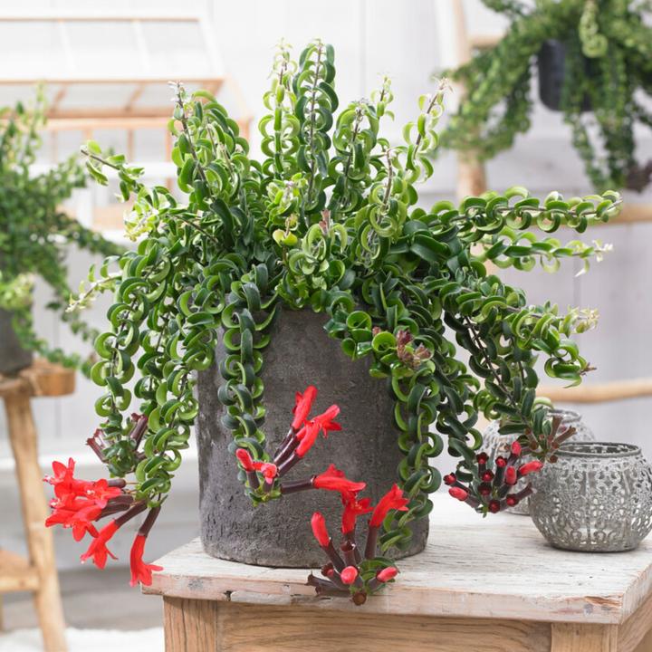 Actual product image Plant in a Box Aeschynantus Twister - Twister Plant (30 cm)