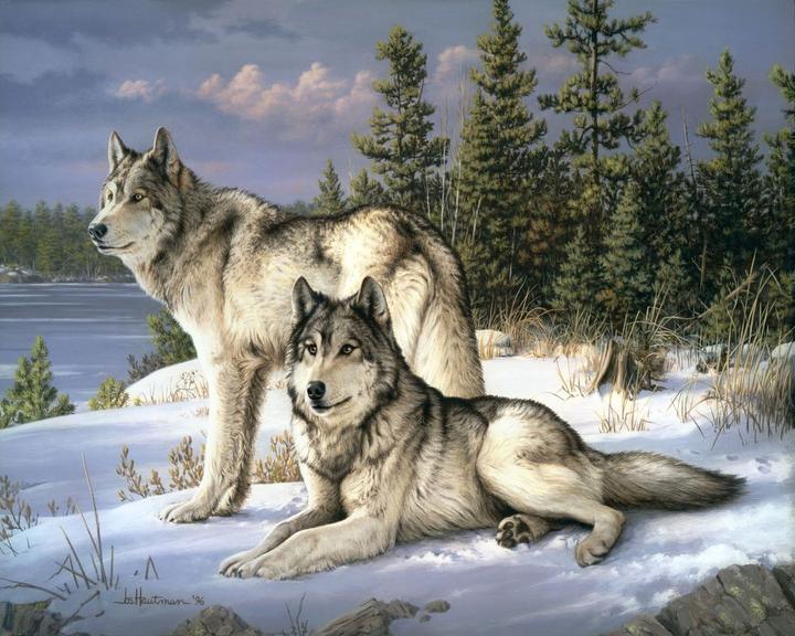 Image du produit Figured'Art Peinture par Numéros avec cadre - Couple de Loups