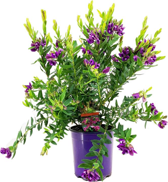 Image du produit Plant in a Box Polygala myrtifolia 'Bibi Pink' - Fleur de papillon (35 cm)