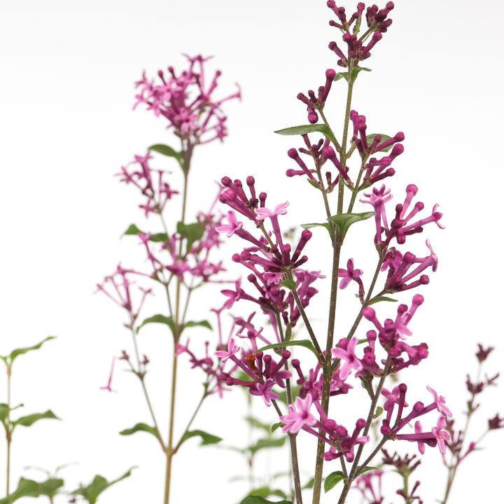 Produktbild Plant in a Box Syringa Bloomerang Dark Purple - Flieder (55 cm)
