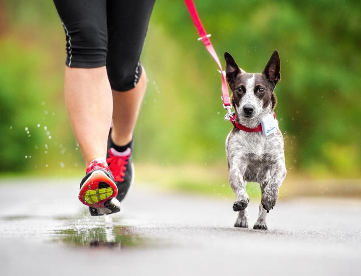 Actual product image Tractive GPS 2 Pet Tracker (Dog, Cat, Walks)