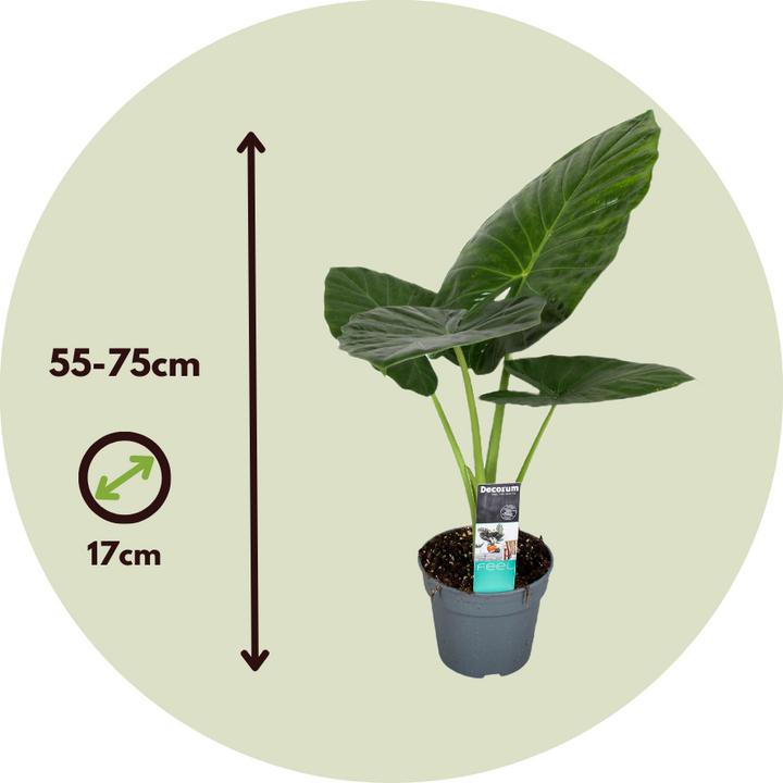 Produktbild Plant in a Box Alocasia Odora - Grosse Elefantenohr (55 cm)