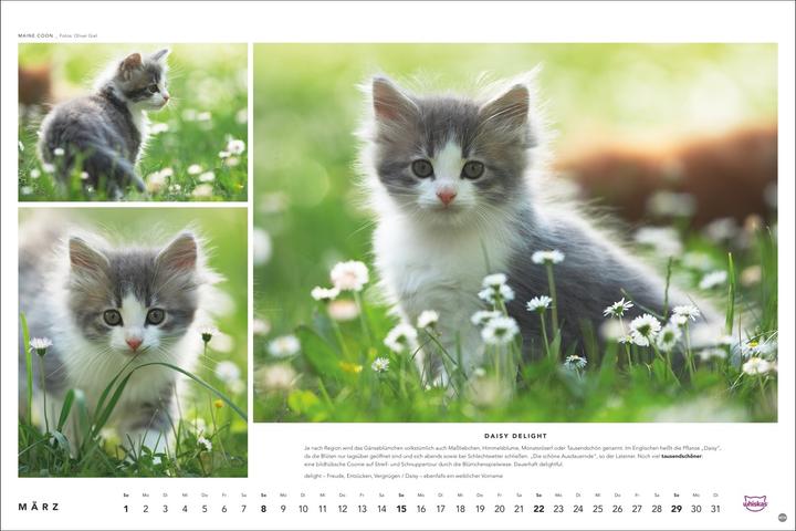 Produktbild Whiskas Katzenkalender 2026 (45 x 30 cm, Harter Einband, Deutsch)
