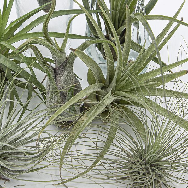 Immagine prodotto Kakteen Gautschi Tillandsia Set 3 (15 cm)