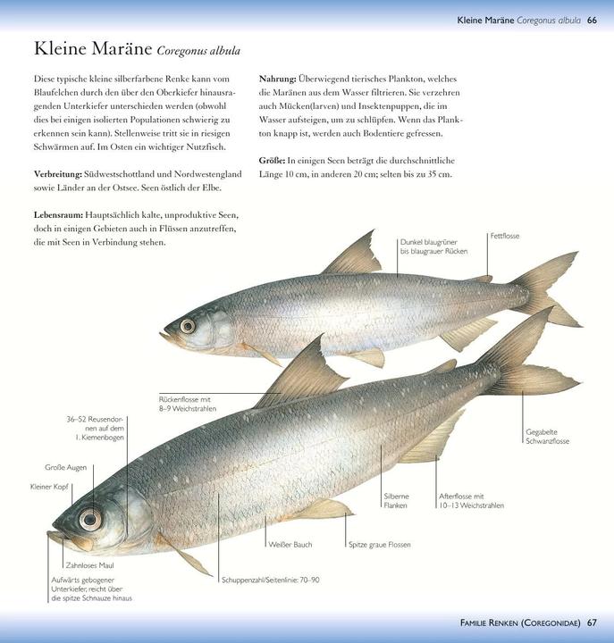 Actual product image Freshwater fish (19 cm)
