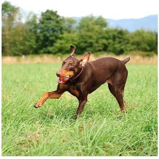 Image du produit Chuckit! Chuckit - Ultra Ball XL 9 cm 1 Pack - (CHUC170401) (Jouet à mâcher pour chien)