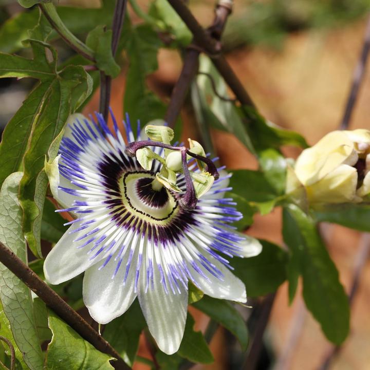 Produktbild Plant in a Box Passiflora caerulea - 2er-Set Passionsblume (110 cm)