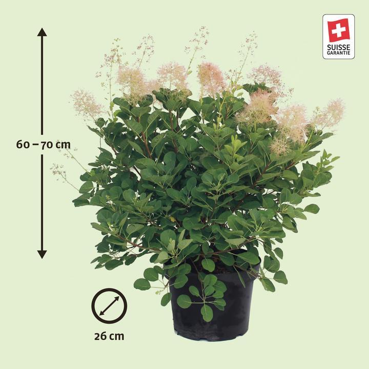 Produktbild Zulauf Perückenstrauch / Cotinus cog. 'Young Lady' (70 cm)