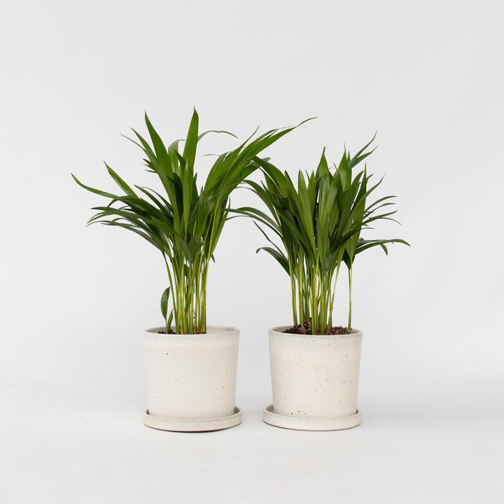 Produktbild Plant in a Box Dypsis Lutescens - 2er Set Areca Goldfruchtpalme (30 cm)