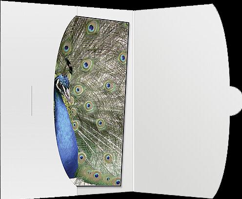 Image du produit Daiber 1x50 Enveloppe de protection jusqu'à 15x20 (15 x 20 cm)