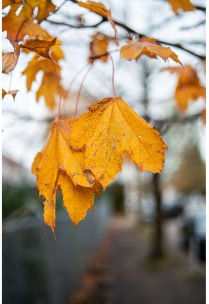 Image du produit Samyang AF 35mm F1.4 P Sony E (Sony E, Plein format)