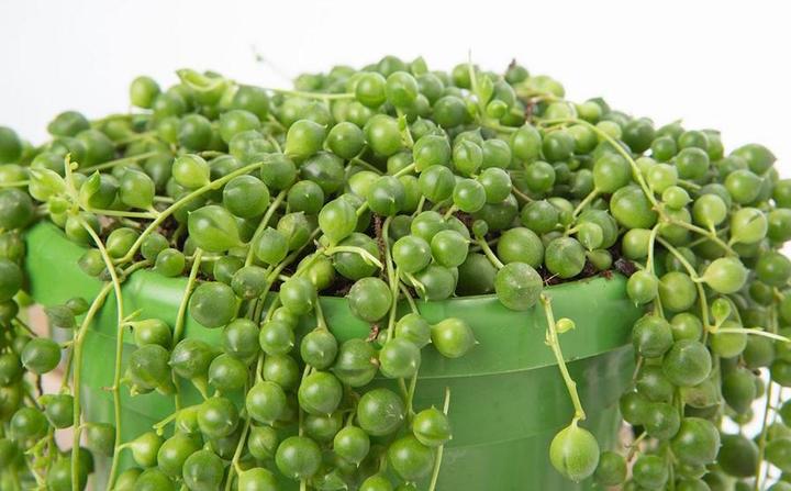 Immagine prodotto VEG and the City Jais (piselli sul nastro Senecio rowleynanus) (25 cm)
