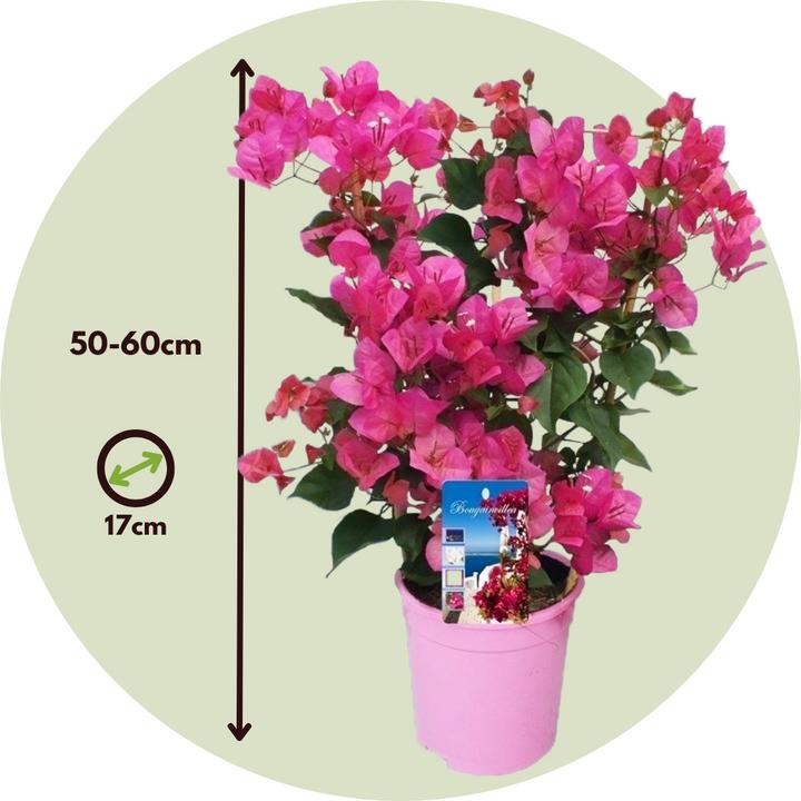 Actual product image Plant in a Box Bougainvillea (50 cm)